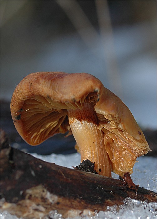 Gymnopilus sp.